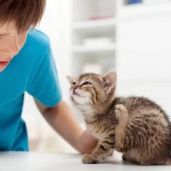 Beaphar Fiprotec Spray 8 Beaphar Fiprotec Spray -ROYAL CANIN Store beaphar fiprotec spray 213596 0500 none