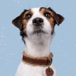 DWAM Halsband Teddy -ROYAL CANIN Store dwam halsband teddy 189220 0500 none