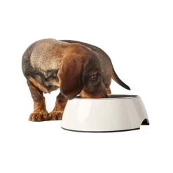 Hunter Melamin Napf - Weiß -ROYAL CANIN Store hunter melamine voer en drinkbak wit 169567 0500 none