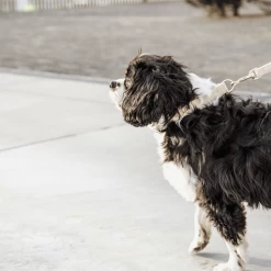 Kentucky Dogwear Hundeleine Wool 23 Kentucky Dogwear Hundeleine Wool -ROYAL CANIN Store kentucky dogwear hondenlijn wool 219683 0500 none