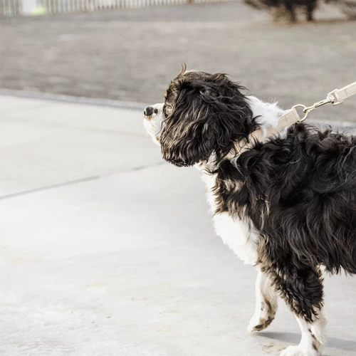 Kentucky Dogwear Hundeleine Wool 10 Kentucky Dogwear Hundeleine Wool – Bild 10