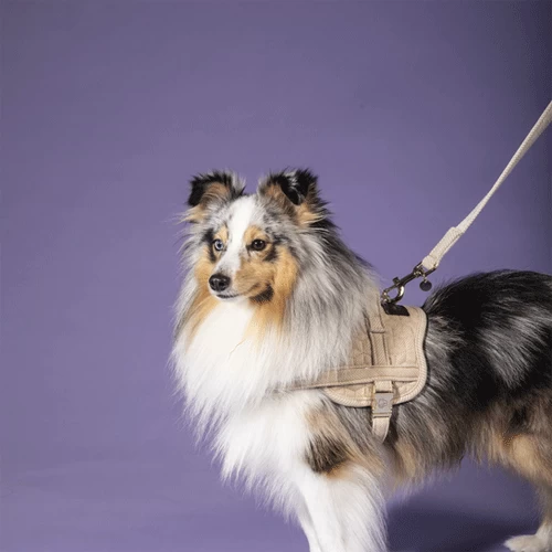 Kentucky Dogwear Hundeleine Wool 3 Kentucky Dogwear Hundeleine Wool – Bild 3