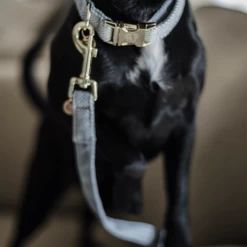 Kentucky Dogwear Hundeleine Wool 19 Kentucky Dogwear Hundeleine Wool -ROYAL CANIN Store kentucky dogwear hondenlijn wool 219689 0500 none