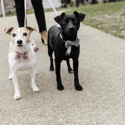 Kentucky Dogwear Fliege Samt 8 Kentucky Dogwear Fliege Samt -ROYAL CANIN Store kentucky dogwear hondenstrikje velvet 219174 0500 none