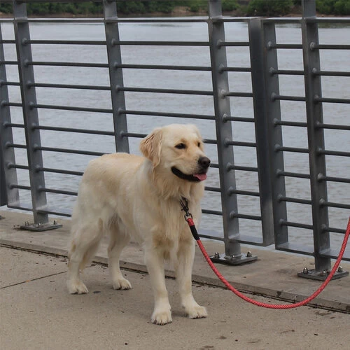 KONG Rope Leash - Schwarz 3 KONG Rope Leash - Schwarz – Bild 3