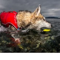 Kurgo Skipping Stones 11 Kurgo Skipping Stones -ROYAL CANIN Store kurgo skipping stones 99608 0500 none