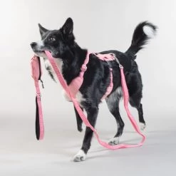PAIKKA Visibility Leash 11 PAIKKA Visibility Leash -ROYAL CANIN Store paikka visibility leash 217818 0500 none