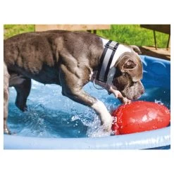 Jolly Egg -ROYAL CANIN Store product jolly egg none 4 1496839894 86968