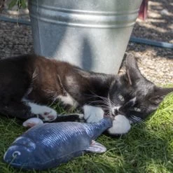 Robocat Lachs 9 Robocat Lachs -ROYAL CANIN Store robocat zalm 168219 0500 none