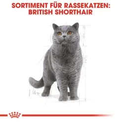 Royal Canin British Shorthair Adult - Katzenfutter 10 Royal Canin British Shorthair Adult - Katzenfutter -ROYAL CANIN Store royal canin british shorthair adult kattenvoer 137524 0500 none