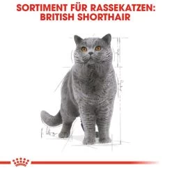 Royal Canin British Shorthair Adult Wet - Katzenfutter 10 Royal Canin British Shorthair Adult Wet - Katzenfutter -ROYAL CANIN Store royal canin british shorthair adult wet kattenvoer 125495 0500 none