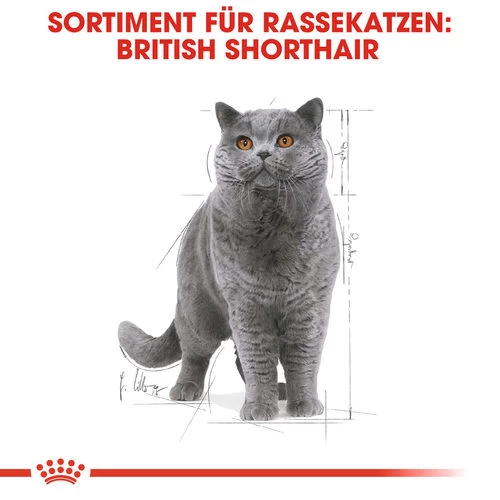 Royal Canin British Shorthair Adult Wet - Katzenfutter 4 Royal Canin British Shorthair Adult Wet - Katzenfutter – Bild 4