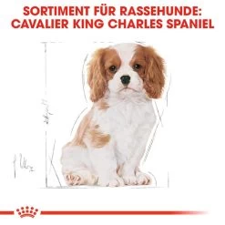 Royal Canin Cavalier King Charles Puppy - Hundefutter 12 Royal Canin Cavalier King Charles Puppy - Hundefutter -ROYAL CANIN Store royal canin cavalier king charles puppy hondenvoer 137932 0500 none