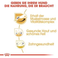 ROYAL CANIN Store -ROYAL CANIN Store royal canin jack russell terrier adult hondenvoer 139081 0500 none