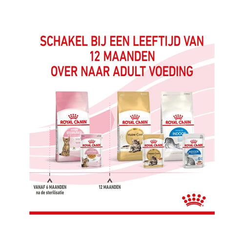 Royal Canin Kitten Sterilised Gelee - Beutel 8 Royal Canin Kitten Sterilised Gelee - Beutel – Bild 8