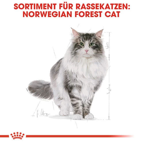 Royal Canin Norwegian Forest Cat Adult - Katzenfutter 4 Royal Canin Norwegian Forest Cat Adult - Katzenfutter - Image 4