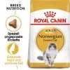 Royal Canin Norwegian Forest Cat Adult - Katzenfutter