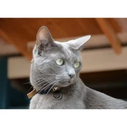 Spotted! Pro Dog & Cat -ROYAL CANIN Store spotted pro dog cat 166915 0500 none