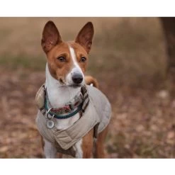 Spotted! Pro Dog & Cat -ROYAL CANIN Store spotted pro dog cat 166918 0500 none