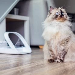 Surefeed Connect Mikrochip-Futterautomat -ROYAL CANIN Store surefeed microchip voerbak connect 221224 0500 none