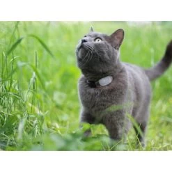 Tabcat Cat Tracker -ROYAL CANIN Store tabcat cat tracker 217030 0500 none